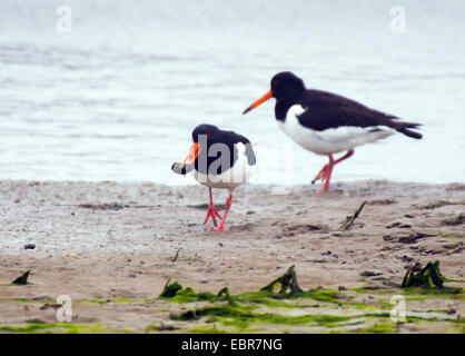 Paläarktis Austernfischer (Haematopus Ostralegus), mit Miesmuschel in Rechnung, Deutschland, Niedersachsen, Spiekeroog Stockfoto