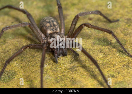 riesigen europäischen Haus Spinne, riesigen Haus Spinne, größere Haus Spinne, Spinne Spinnennetz (Tegenaria Gigantea, Tegenaria Atrica), Weiblich, Deutschland Stockfoto