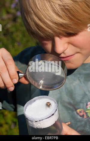 Junge immer ein wachsames Auge auf eine Spinne, Deutschland Stockfoto