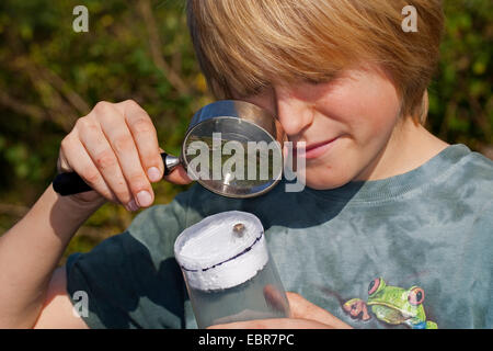 Junge immer ein wachsames Auge auf Spinne, Deutschland Stockfoto