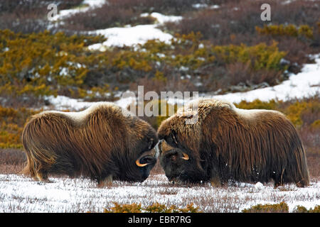 Moschusochsen (Ovibos Moschatus), zwei Moschusochsen stehen gegenüber, Norwegen Dovrefjell-Sunndalsfjella-Nationalpark Stockfoto