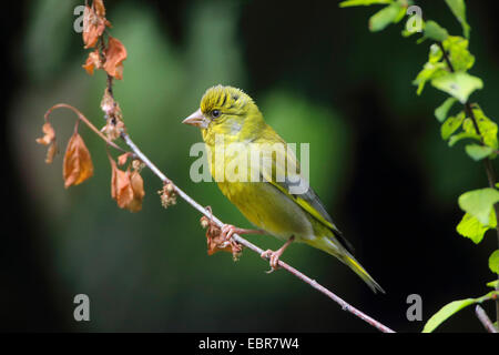 westlichen Grünfink (Zuchtjahr Chloris), auf einem Zweig mit welken Blättern, Deutschland Stockfoto