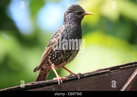 gemeinsamen Star (Sturnus Vulgaris), Starling auf dem Dach eine Laube, Deutschland Stockfoto