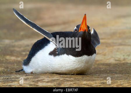 Gentoo Penguin (Pygoscelis Papua), liegen am Strand mit der Aufforderung, Antarktis, Falkland Inseln, Insel der Sirenen Stockfoto