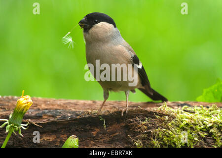 Gimpel, eurasische Gimpel, nördlichen Gimpel (Pyrrhula Pyrrhula), Weiblich auf Baumstamm Essen ein Löwenzahn Samen, Deutschland, Nordrhein-Westfalen Stockfoto