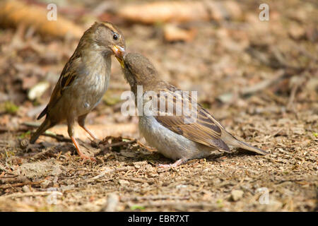 Haussperling (Passer Domesticus), Sparrow Fütterung Jungvogel auf dem Boden, Deutschland, Nordrhein-Westfalen
