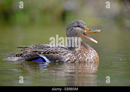 Stockente (Anas Platyrhynchos), weibliche aufrufen, Deutschland, Niedersachsen Stockfoto