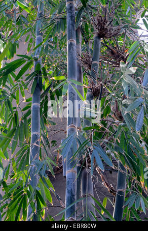 Riesenbambus (Dendrocalamus Giganteus, Bambusa Gigantea), Sprossen Stockfoto