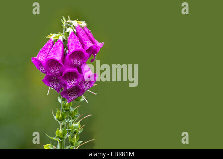 gemeinsamen Fingerhut, lila Fingerhut (Digitalis Purpurea), Blütenstand mit Tau fällt, Deutschland Stockfoto