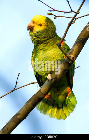 unter der Leitung von gelb Amazon (Amazona Oratrix), wilde gelb-vorangegangene Amazon, Deutschland, Baden-Württemberg, Stuttgart Stockfoto