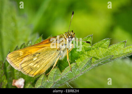 Großen Skipper (Ochlodes Venatus, Ochlodes Venata, Ochlodes Sylvanus), ruht auf einem Blatt, Deutschland Stockfoto