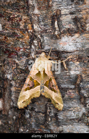 Winkel-Farbtöne (Phlogophora Meticulosa, Trigonophora Meticulosa, Brotolamia Meticulosa), sitzen auf Rinde, Deutschland Stockfoto