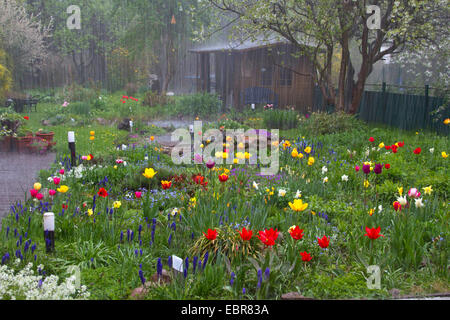 heftiger Schauer mit Hagel in einem Garten im Frühjahr, Deutschland Stockfoto