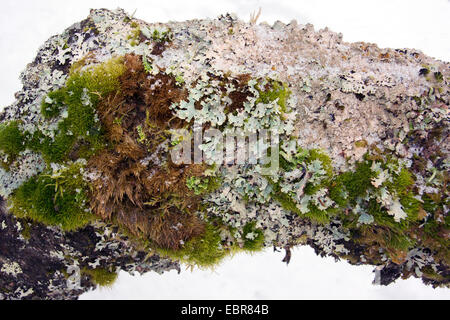 Moos und Flechten auf Birke, Norwegen, Troms, Tromsoe Stockfoto