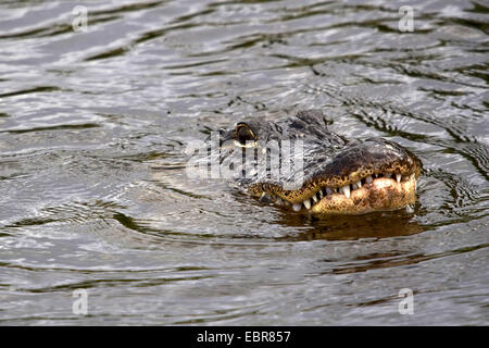 Amerikanischer Alligator (Alligator Mississippiensis), Portrait in Wasser, USA, Florida, Everglades Nationalpark Stockfoto