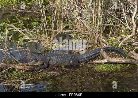 Amerikanischer Alligator (Alligator Mississippiensis), zwei Alligatoren liegen an der Küste, USA, Florida, Everglades Nationalpark Stockfoto