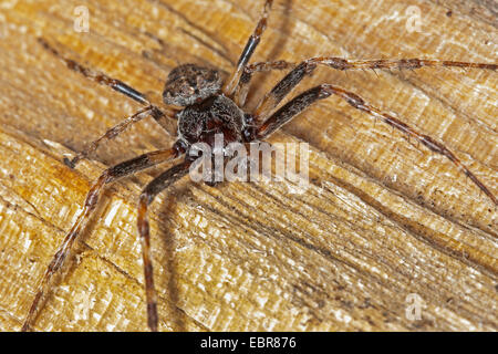 Spalt Spinne, Walnut Orb-Weaver Spider, Walnuss Orb Weaver Spider, Walnut Orb Weaver (Araneus Umbraticus, Nuctenea Umbratica), Männlich, Deutschland Stockfoto