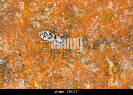 Zebra-Spinne (Salticus Cingulatus, Salticus Cordicalis, Salticus Lineolatus), springen, auf einem Stein, Deutschland Stockfoto