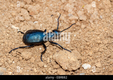 Öl-Käfer, schwarzes Öl Käfer (Meloe proscarabaeus), auf dem Boden Stockfoto