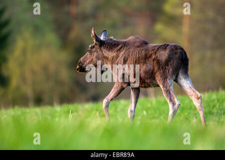 Elch, Europäischen Elch (Alces Alces Alces), zu Fuß Elchkühe, Schweden Stockfoto