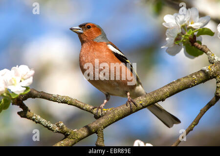 Buchfinken (Fringilla Coelebs), männliche auf einem blühenden Ast, Deutschland Stockfoto