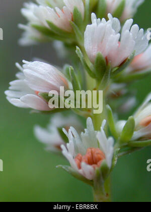 weiße Blumen, Mignonette, weiße aufrechte Mignonette (Reseda Alba) Stockfoto