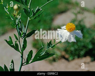 Matilija Mohnblume, Coulter Matilija Mohnblume (Romneya Coulteri), blühen Stockfoto