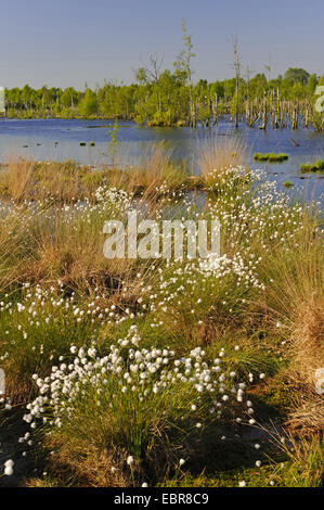 Grasbüschel Wollgras, Hares-Tail Wollgras (Wollgras Vaginatum), Sumpf Goldenstedter Moor im Frühling, Deutschland, Niedersachsen Stockfoto