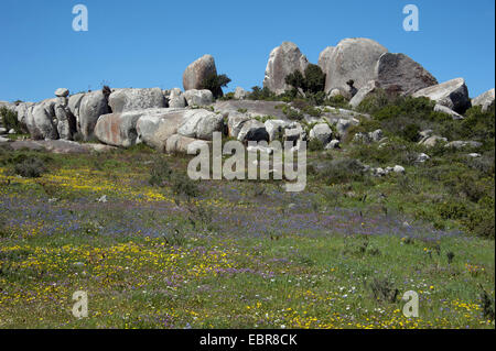 Blumenwiese vor Felsformation an der Atlantikküste in der West Coast Nationalpark, Südafrika, Western Cape, West Coast Nationalpark Stockfoto