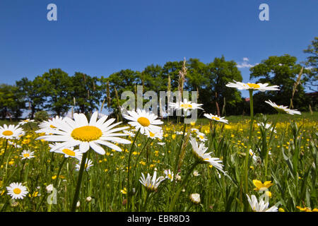 Oxeye Daisy (Chrysanthemum Leucanthemum, Leucanthemum Vulgare), blühen, Oberbayern, Oberbayern, Bayern, Deutschland Stockfoto