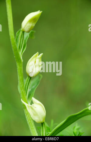 weiße Helleborine (Cephalanthera Damasonium), Inflorecence, Deutschland, Bayern, NSG Maeusberg Stockfoto