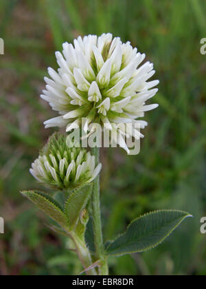 Berg-Klee (Trifolium Montanum), blühen, Deutschland Stockfoto