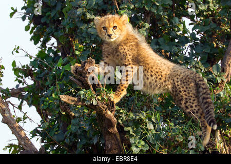 Gepard (Acinonyx Jubatus), junge Tiere Klimbing auf einen Baum und beobachtete die Umgebung, Kenia, Masai Mara Nationalpark Stockfoto