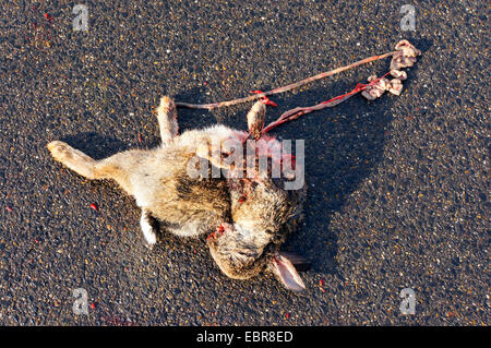 Europäischen Kaninchen (Oryctolagus Cuniculus), Roadkill Kaninchen, Deutschland Stockfoto