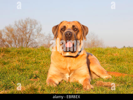 Cane Corso Italiano (Canis Lupus F. Familiaris), zwei Jahre alte weibliche liegt auf einer Wiese, Deutschland Stockfoto