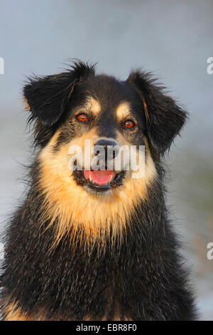 Australian Shepherd (Canis Lupus F. Familiaris), Mischling, Aussie-Mix, in der Nähe von Gewässer, Deutschland Stockfoto