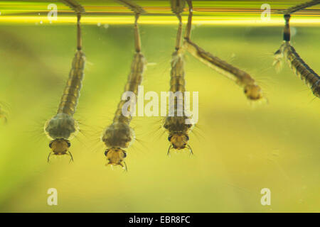 Mücken, Stechmücken (Culicidae), Filtern von Larven unterhalb der Wasseroberfläche, Deutschland Stockfoto