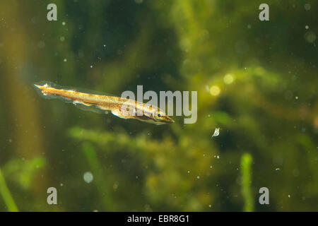 Hecht, Hecht (Esox Lucius), Schwimmen Larve Jagd auf Wasserfloh, Deutschland Stockfoto