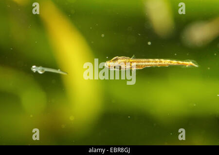 Hecht, Hecht (Esox Lucius), Schwimmen Larve Jagd auf Wasser Larve ein Barsch, Deutschland Stockfoto