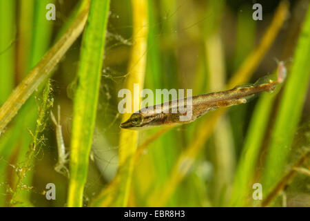 Hecht, Hecht (Esox Lucius), Schwimmen, Larve lauern auf Larven einer Libelle, Deutschland Stockfoto