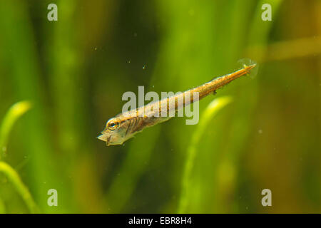 Hecht, Hecht (Esox Lucius), schwimmen die Larven ernähren sich von Wasserfloh, Deutschland Stockfoto