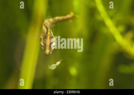 Hecht, Hecht (Esox Lucius), Schwimmen Larve Jagd auf Cyclops, Deutschland Stockfoto