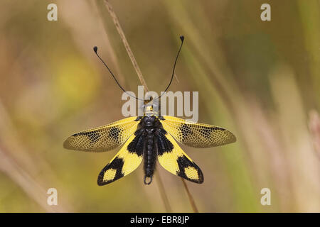 Owlflies (Libelloides Coccajus, Libelloides Coccaius, Ascalaphus Libelluloides), sitzen an einem Keimling, Deutschland Stockfoto