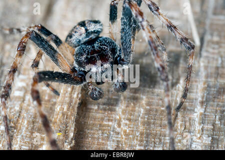 Spalt Spinne, Walnut Orb-Weaver Spider, Walnuss Orb Weaver Spider, Walnut Orb Weaver (Araneus Umbraticus, Nuctenea Umbratica), Männlich, Deutschland Stockfoto