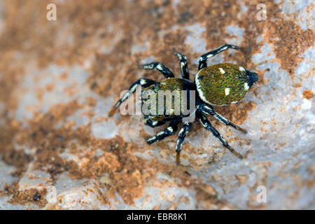 Spinne (Heliophanus Kochii, Heliophanus Albosignatus, Heliophanus Armatus, Heliophanus Calcarifer), auf einem Stein springen Stockfoto