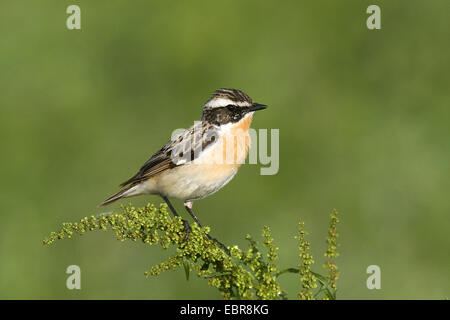 Braunkehlchen (Saxicola Rubetra), sitzen auf einer Pflanze, Deutschland Stockfoto