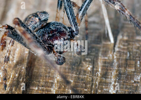 Spalt Spinne, Walnut Orb-Weaver Spider, Walnuss Orb Weaver Spider, Walnut Orb Weaver (Araneus Umbraticus, Nuctenea Umbratica), Männlich, Deutschland Stockfoto