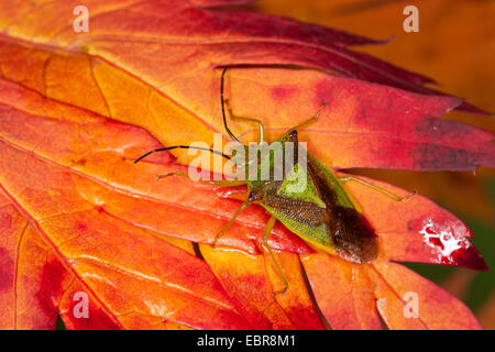 Weißdorn Shieldbug (Acanthosoma Haemorrhoidale), auf einem herbstlichen Blatt, Deutschland Stockfoto