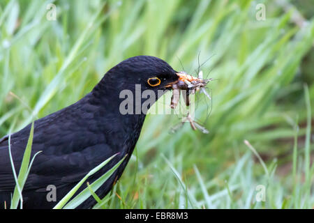 Amsel (Turdus Merula), männliche mit Insekten in seinen Schnabel, Deutschland, Niedersachsen Stockfoto