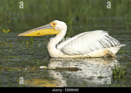 östlichen weißer Pelikan (Pelecanus Onocrotalus), Schwimmen, USA, Florida, Everglades Nationalpark Stockfoto